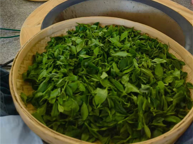 五华县溯源天柱山生态茶园从摘茶到炒茶的茶工艺